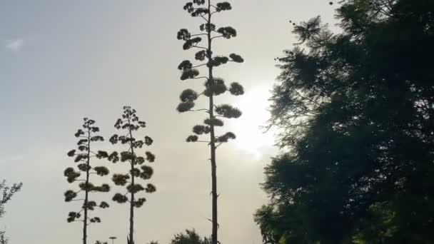 Backlight Πλάνο Από Φυτά Αγαύης Πολύ Ψηλά Λουλούδια Ένα Πάρκο — Αρχείο Βίντεο