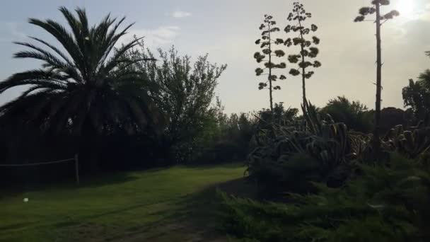 Gegenlichtaufnahme Von Agavenpflanzen Mit Sehr Hohen Blüten Einem Park Bei — Stockvideo