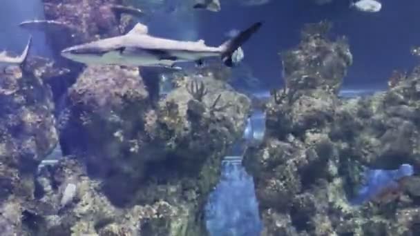 マルタ水族館ビデオ ブラックチップリーフサメ カルチャニウスメラノプタス 他の魚と一緒に泳ぐ — ストック動画