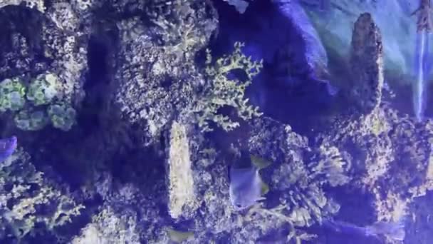 Vertical Video Malta Aquarium Blue Yellow Tang Fish Habitat Reproduction — Stock Video