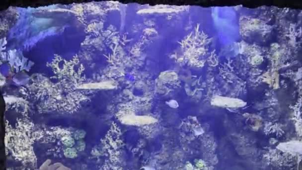 ビデオ マルタ水族館 青と黄色のタング魚の生息地再生 — ストック動画