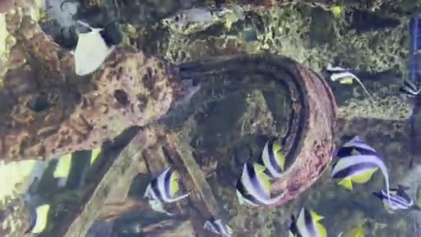 垂直ビデオマルタ水族館の再生ストライプと着色された蝶の生息地 — ストック動画