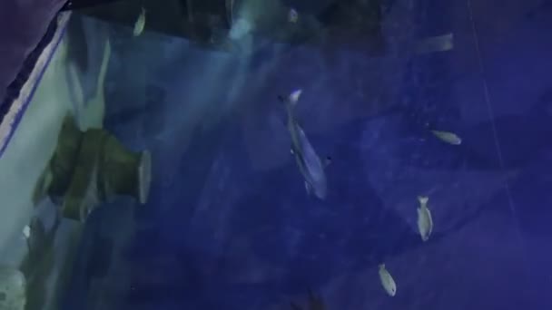 Malta Aquarium Vertikal Video Schwarzspitzenriffhai Carcharhinus Melanopterus Schwimmt Zusammen Mit — Stockvideo