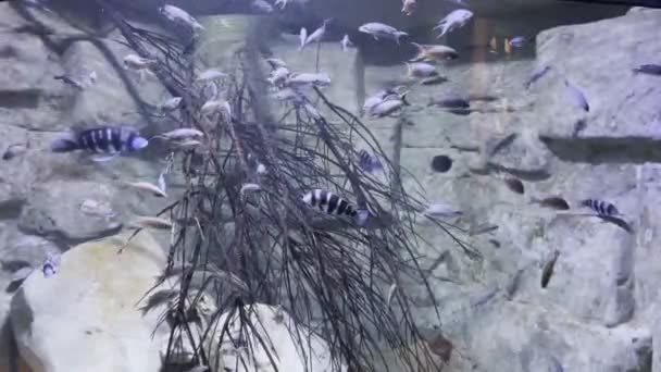Akwarium Malta Akwarium Wieloma Tropikalnymi Rybami Pływającymi Wśród Skał — Wideo stockowe