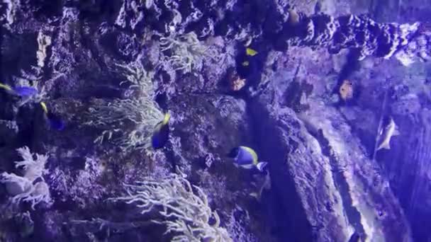 Vertikales Video Malta Aquarium Aquarium Mit Vielen Tropischen Fischen Die — Stockvideo