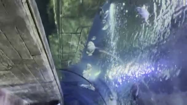 マルタのラ ヴァレッタ Aug 2023 マルタ水族館トンネル 水中で泳ぐ魚やサメを見ている観光客と垂直ビデオ — ストック動画