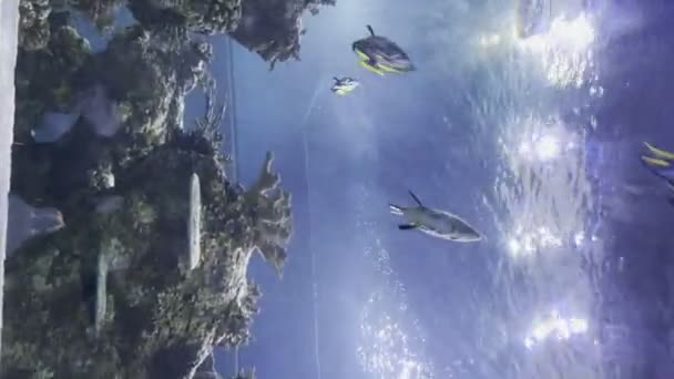 マルタ水族館のトンネル天井は トロピカル魚を泳ぎ 垂直ビデオをサメにします — ストック動画