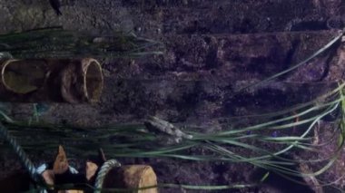 Malta Akvaryumu, deniz tabanında bir leopar moray yılanbalığının diğer balıklarla birlikte dikey videosu.