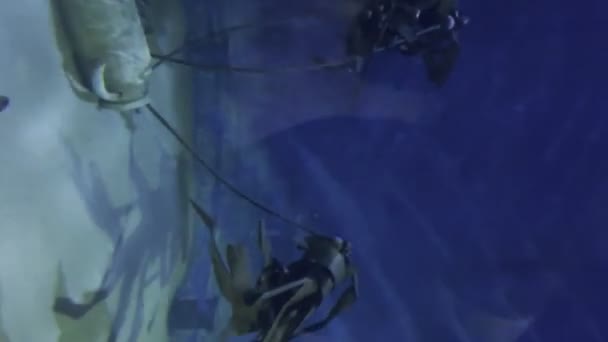 Κάθετο Βίντεο Μάλτα Ενυδρείο Καρχαρίες Στη Δεξαμενή Στίγματα Καρχαρία Χαλί — Αρχείο Βίντεο