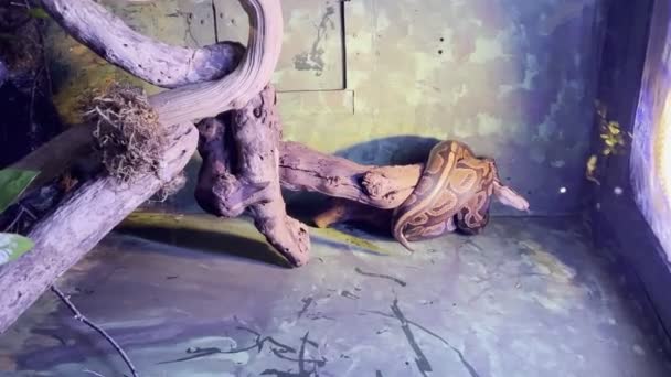 Terrarium Malta Mit Einer Großen Pythonschlange Auf Einem Ast Vertikales — Stockvideo