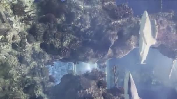 垂直ビデオマルタ水族館 雄牛のサメと海底に発見されたカーペットのサメ — ストック動画