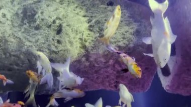 dikey video malta akvaryumu kayalar arasında çeşitli renklerde sazan balıklarını kapatır