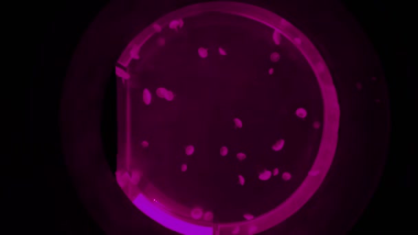 麦芽水族馆的垂直录像 里面漂浮着水母 粉色导光 — 图库视频影像