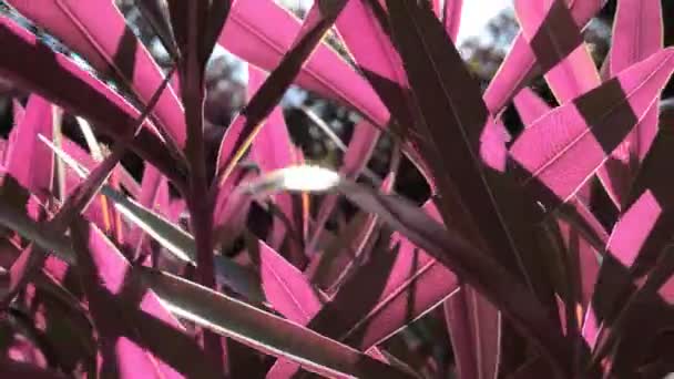 Kreativní Obraz Detailní Záběr Keře Růžovými Listy Letního Dne Slunci — Stock video