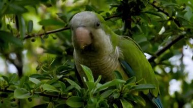Yeşil papağan, ağaç dalında dikilip kameranın önünde küçük meyveler yiyor.