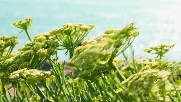 Gros Plan Fleurs Vertes Soufflant Dans Vent Face Mer Sur — Video