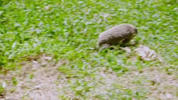 若いハリネズミが公園の避難所を探して逃げ出し 茂みの中に隠れています — ストック動画