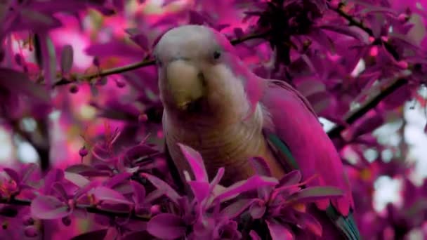Színes Kép Kreativitás Close Rózsaszín Papagáj Álló Faágon Rózsaszín Levelek — Stock videók