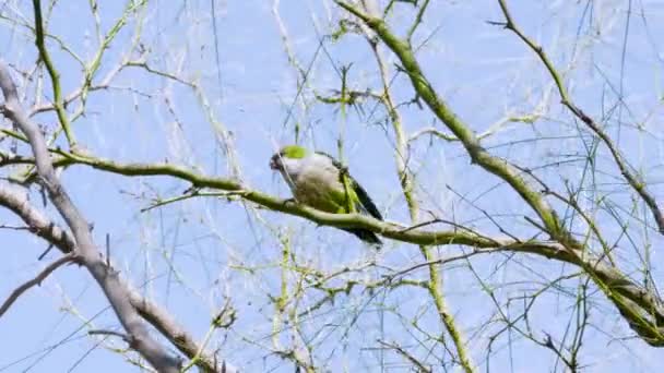 Papagaio Verde Ramo Uma Árvore Procura Quebra Pequenos Ramos Para — Vídeo de Stock