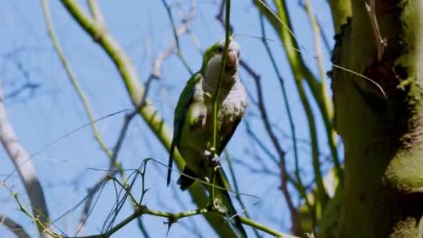 Grön Papegoja Grenen Ett Träd Söker Efter Och Bryter Små — Stockvideo