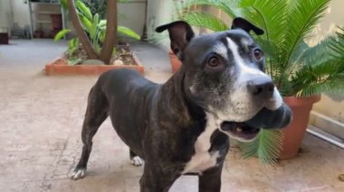 Amerikan pitbull terrier köpeği Kong köpek oyuncağını ısırmaktan mutlu.
