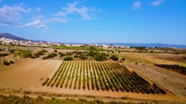 İtalya 'daki bir üzüm bağının panoramik görüntüsünü gösteren uzaktan kumandalı hava aracı videosu.
