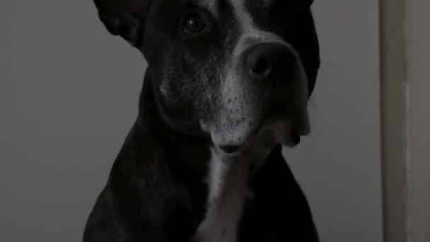 Retrato Perro Pitbull Terrier Americano Iluminado Por Luces Policiales Una — Vídeos de Stock