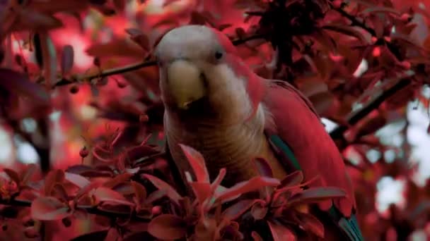 Criatividade Imagem Cor Feche Papagaio Vermelho Galho Árvore Com Folhas — Vídeo de Stock