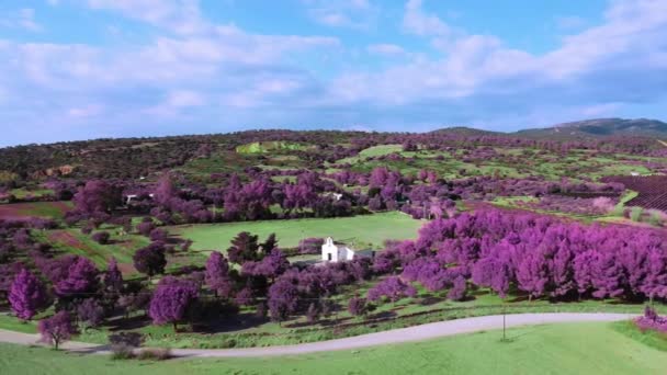 无人机视频从上方 创造性的图像与修改的色彩教堂附近的乡村道路 在农村看到从上方粉红色的树 梦幻超现实的全景景观 — 图库视频影像