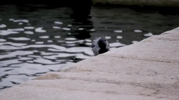 Crow Eating Walking Stone Pier Coast City — Stock Video