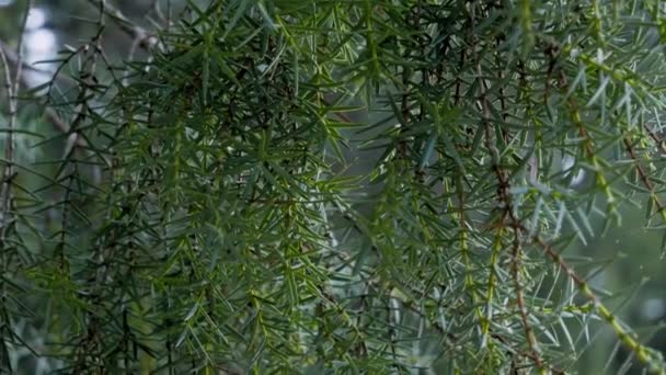 Dezvăluie Împușcat Lovitură Aproape Unei Ramuri Chiparos Spre Pădurea Afara — Videoclip de stoc