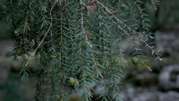Révéler Prise Vue Rapprochée Une Branche Cyprès Vers Forêt Floue — Video