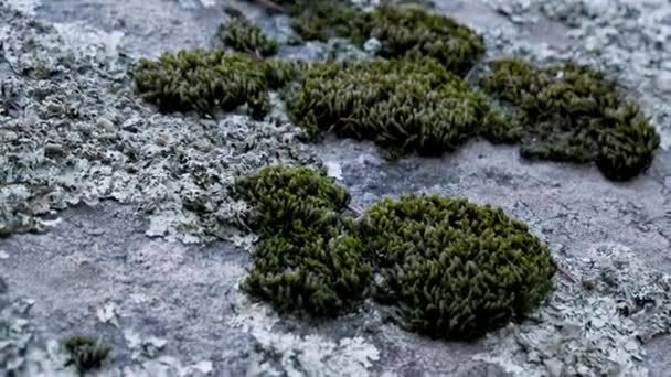 山の秋の日に緑色のモスと白いモスで岩のクローズアップショット — ストック動画
