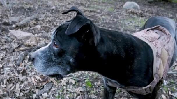 Ein Schwarzer Amerikanischer Pitbull Terrier Schaut Sich Während Wache Hält — Stockvideo