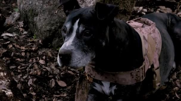 Pitbull Terrier Negro Americano Mira Alrededor Mientras Mantiene Guardia Protege — Vídeo de stock