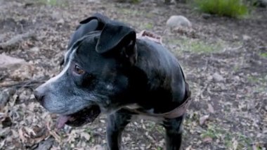 Siyah bir Amerikan pitbull teriyeri parkta oynarken komik ve dostça bir ifadeyle kameraya bakar.