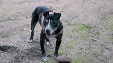 Siyah bir Amerikan pitbull teriyeri parkta taş kaldırır, köpek oynar.