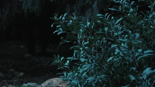 Revelar Tiro Trás Arbusto Para Uma Floresta Sombria Escura Que — Vídeo de Stock