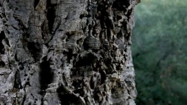 close up shot of a tree trunk with cork bark, outdoor video in a forest in southern europe in italy
