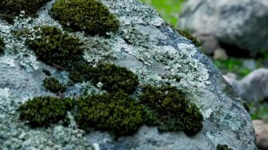 Dağlarda bir sonbahar günü, üzerinde yeşil yosun ve beyaz yosun olan bir kayanın yakın plan çekimi.
