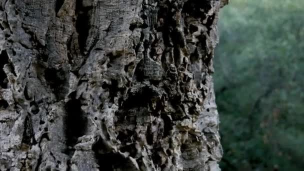 Close Shot Tree Trunk Cork Bark Outdoor Video Forest Southern — Stockvideo