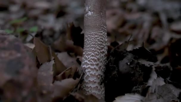 Close Shot White Mushroom Forest Ground Autumn Bottom Shot — ストック動画