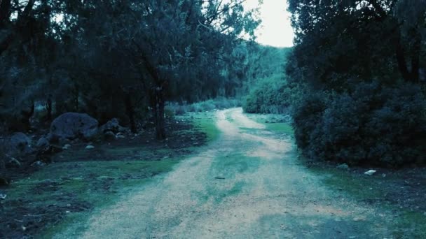 Point View Horror Scene Disturbing Forest While Walking Alone Pov — Αρχείο Βίντεο