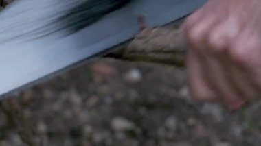 close-up shot of hand saw cutting a branch outdoors during garden maintenance activity, gardening and tree care profession or woodcutter