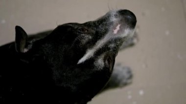 Bir köpek oyuncağıyla oynarken yukarıdan çekilen siyah Amerikan pitbull köpeği.