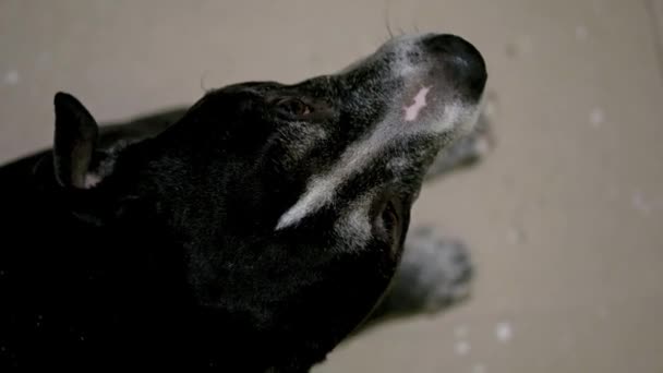 Bir Köpek Oyuncağıyla Oynarken Yukarıdan Çekilen Siyah Amerikan Pitbull Köpeği — Stok video