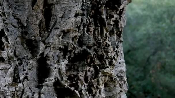 Close Shot Tree Trunk Cork Bark Outdoor Video Forest Southern — Vídeos de Stock