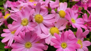 Yakın plan bir sürü pembe çiçek, dekoratif renkli çiçekler. Çiçek açan bahar, dekorasyon için bitkiler ya da kutlama etkinlikleri