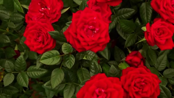 Cerrar Vista Ángulo Alto Disparó Muchas Rosas Falsas Plástico Una — Vídeo de stock