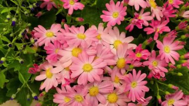 Yakın plan bir sürü pembe çiçek, dekoratif renkli çiçekler. Çiçek açan bahar, dekorasyon için bitkiler ya da kutlama etkinlikleri